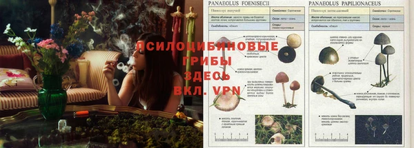 ALPHA PVP Кодинск