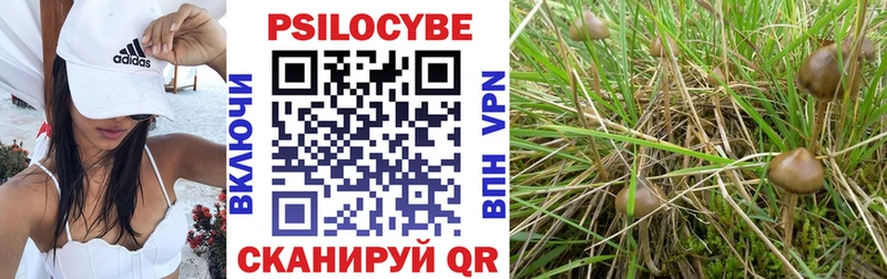 Галлюциногенные грибы Psilocybine cubensis Сасово